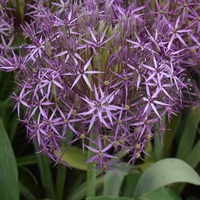 Allium cristophii  Photo: J. Amand